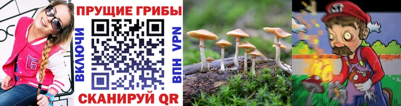 Галлюциногенные грибы Cubensis  цены   Покачи 